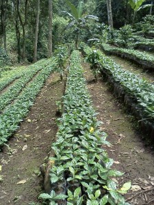 Three month old coffee plants, waiting to be planted.