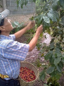 Fausto Cortando Cafe