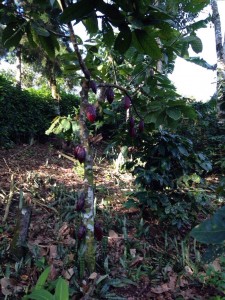 One of many cocoa trees