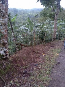 Looking over Cafetal La Ceiba