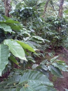 Coffee Trees