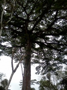 Immense Ceiba tree shading the coffee below