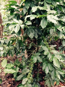 Coffee Tree - Green Cherries 