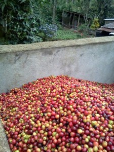 Cherries ready for de-pulping