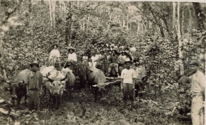 Ox wagon carrying the day's harvest. Circa 1900